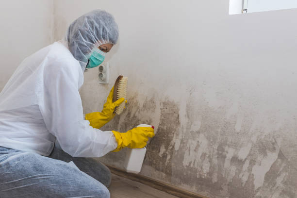Attic Mold Removal in West Rancho Dominguez, CA
