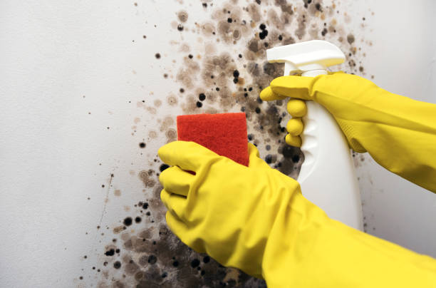 Best Residential Mold Removal  in West Rancho Dominguez, CA