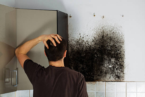 Trusted West Rancho Dominguez, CA Mold Removal Experts